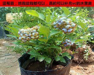 在室内种植蓝莓的全攻略（了解蓝莓生长环境）