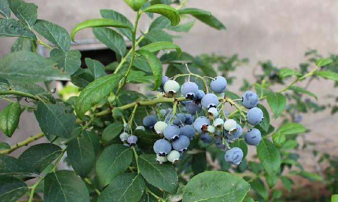 甜心蓝莓南方种植指南（从选种到收获）