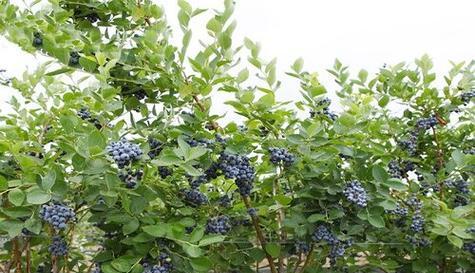 蓝莓的生长条件和特性（探究蓝莓成长的必要因素及种植技巧）