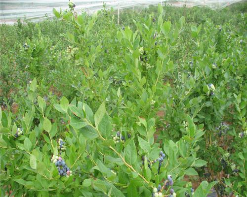 蓝莓种植的最佳月份（了解蓝莓生长的季节特点）