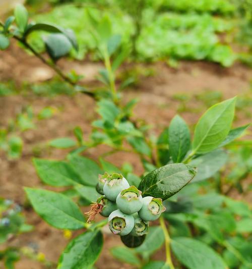 蓝莓树的花与果（开花结果季节）