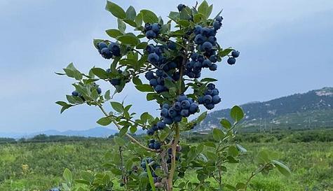 为什么蓝莓树苗不开花（探究蓝莓树苗不开花的原因及解决方法）