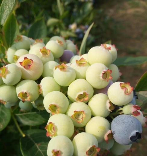 蓝莓的营养价值及每天最佳食用量（了解蓝莓的神奇功效）