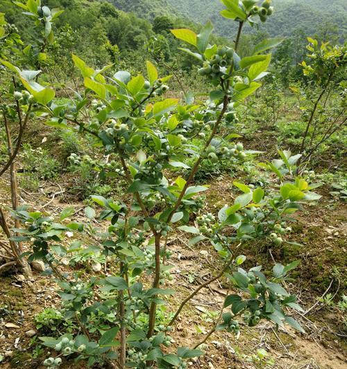 蓝莓肥料选择与施用方法（掌握肥料对蓝莓生长的影响）