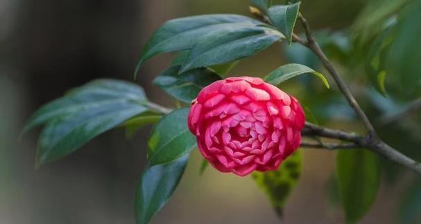 山茶花的象征意义（探究山茶花背后的深层含义）