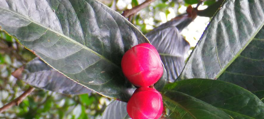 山茶花果实的营养与食用方法（探究山茶花果实的营养成分和多种食用方式）