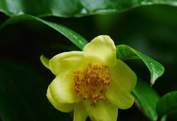 山茶花（绿植净化空气的神话是否被夸大）