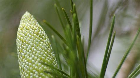 山茶花是否属于裸子植物（探究山茶花的分类特点和生态习性）