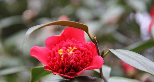 山茶花的美丽与魅力（赏析山茶花）