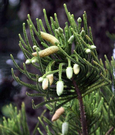 山茶不是裸子植物，其属于被子植物（探究山茶的植物分类和特点）