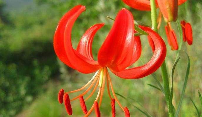 赏花美景，探秘山丹花（山丹花）