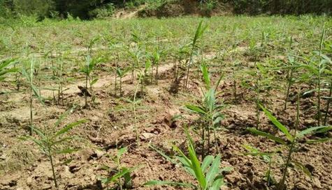 种植山东大姜的最佳月份（探秘山东大姜种植季节的奥秘）