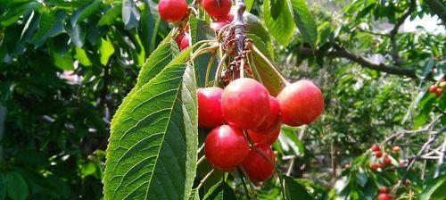 山东樱桃成熟季节剖析（探秘山东樱桃成熟的时间）