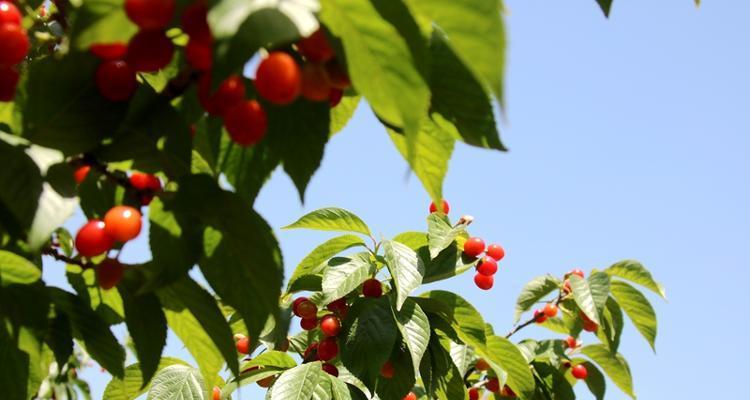 山东樱桃成熟季节剖析（探秘山东樱桃成熟的时间）