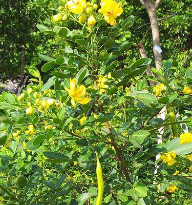 山间黄花盛开，何树芳草萌动（探寻山林黄花树种）