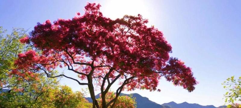 山间黄花盛开，何树芳草萌动（探寻山林黄花树种）