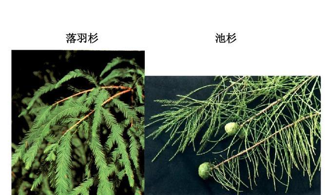 山桃树不是裸子植物（探讨山桃树的分类与特征）