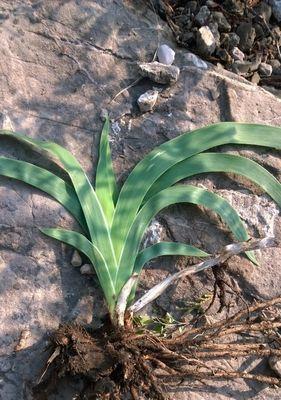 山芽菜——传统名菜之一的美食佳品（探访山芽菜的历史）