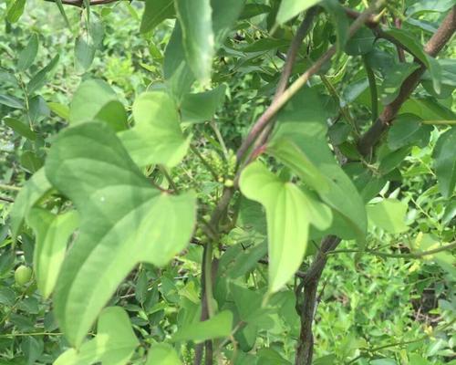 探秘山药的生长环境（从土壤到气候）