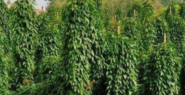 山药成熟季节的特点与养护技巧（探寻山药成熟的时间和方法）