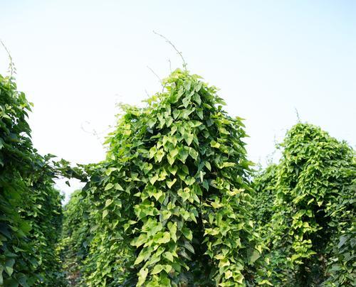 山药豆和山药的差异与联系（探寻山药的亲戚关系）