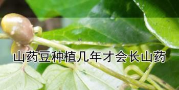 山药豆的成熟期与上市时间（了解山药豆的生长周期与品质优劣）