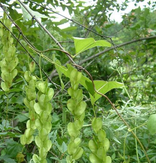 山药到底含糖量高不高（探究山药的营养价值和糖分含量）