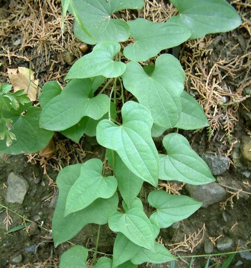 揭秘山药的生命周期（探究山药是多年生还是一年生植物）