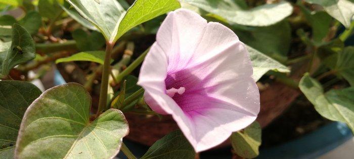 山芋开花的时间和特点（探究山芋开花的周期）