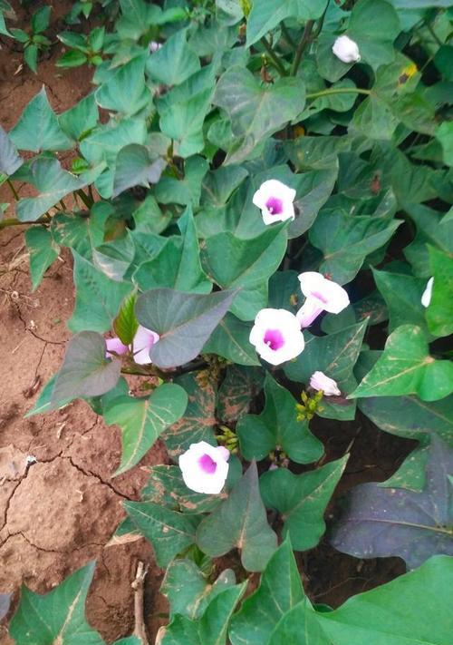 山芋开花的时间和特点（探究山芋开花的周期）