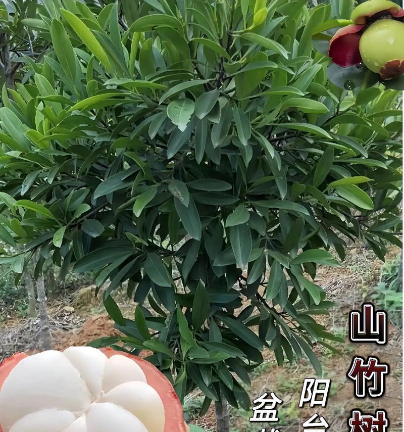 山竹自花授粉的真相（揭秘山竹传粉方式）