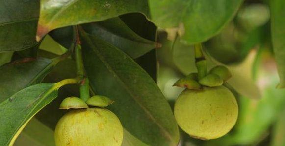 山竹的种植适宜环境及技巧（探究山竹种植需求和养护方法）