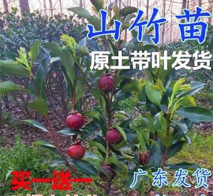 山竹树几年结果实的研究（挖掘山竹树的“成年秘籍”）