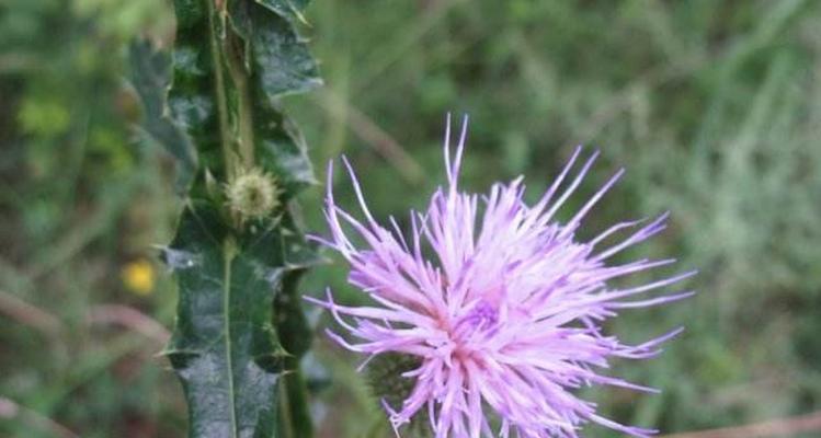 清廉的象征植物——芙蓉花（美丽动人的芙蓉花在文化中的象征意义）