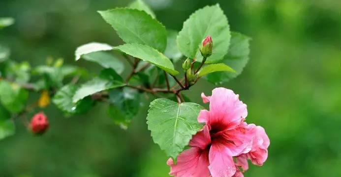 植物中的无私精神（探索植物世界中舍己为人的意义与价值）