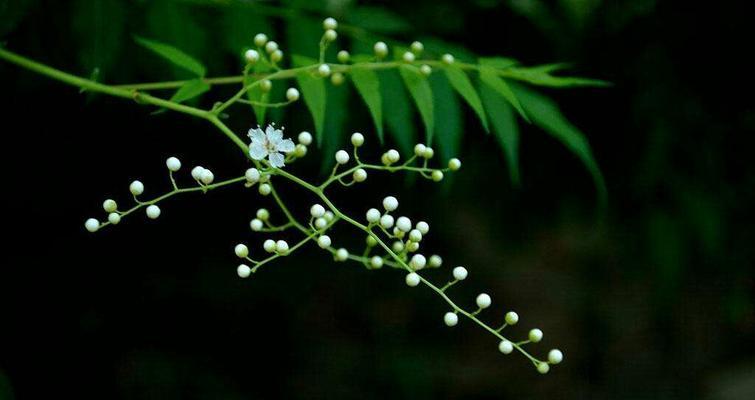 一叶情长，千年思念（以象征思念的植物为主题的故事）