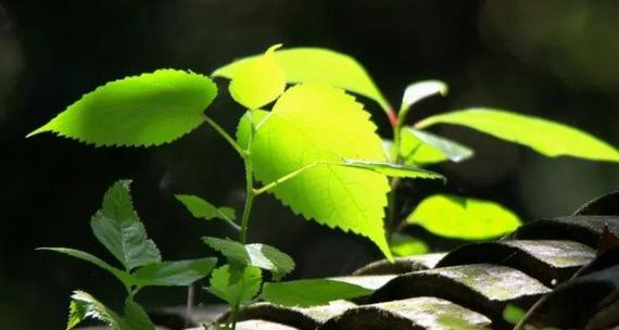 植物奉献的无私精神（探索植物世界中的自我牺牲与奉献精神）