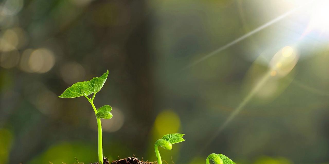 阳光向上的植物（以植物为媒介）