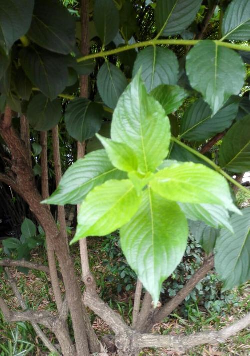 以象征友谊长存的植物为主题的文章（植物的象征意义及其在友谊中的应用）