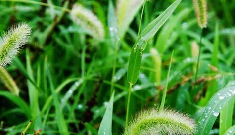 植物中的善良力量（以象征助人为乐的植物）