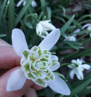 雪滴花的花语和传说（追寻雪滴花的魅力与神秘）