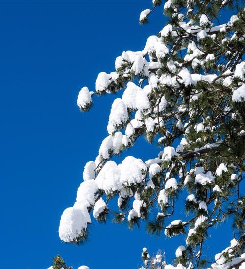 雪绒花的花语与传说（传承与永恒——雪绒花的花语与传说）