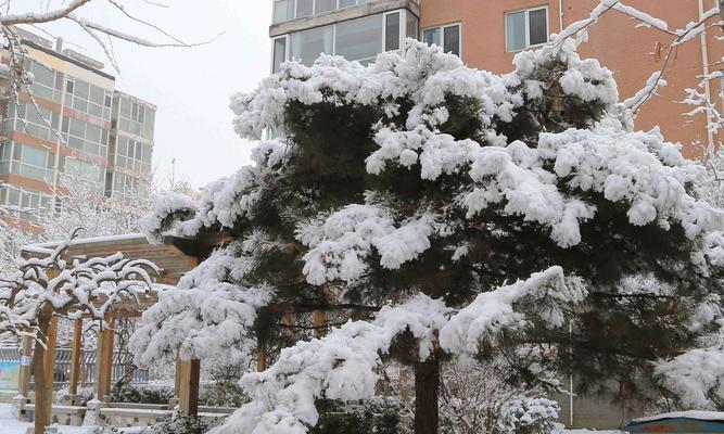 雪绒花的花语与传说（传承与永恒——雪绒花的花语与传说）