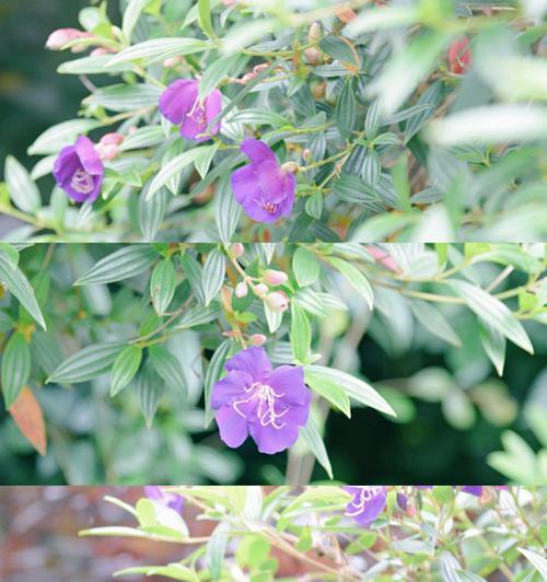 野牡丹（探寻野牡丹的花语与传说）