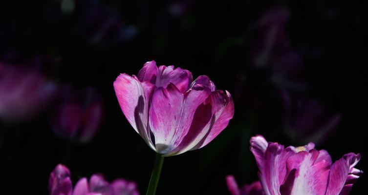 野生郁金香的花语——爱的守护者（探索郁金香花语的深意）