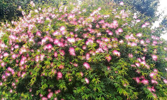 夜合花的花语与传说（神秘的夜合花）