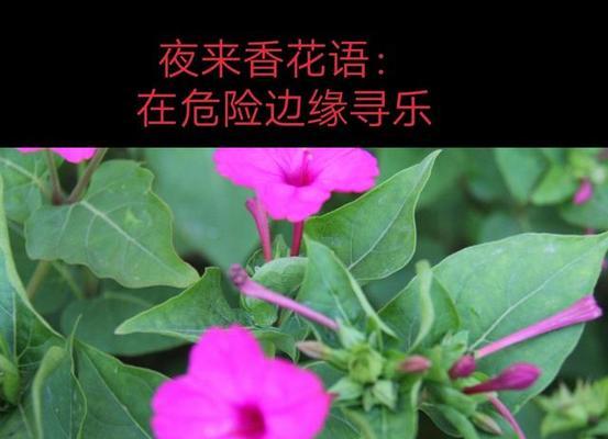 以夜来香之花语与传说（芳香四溢的夜来香花）