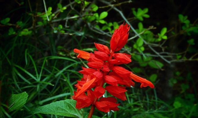 红花语（以一串红花诠释爱）