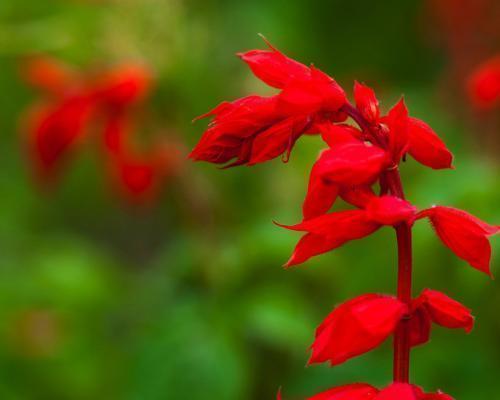 红花烙印季节的激情（以一串红花编织的生命之歌）