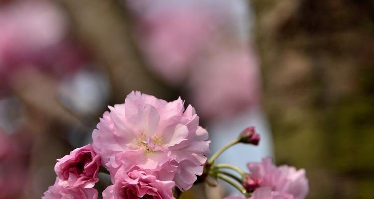 樱花之美（赏樱）